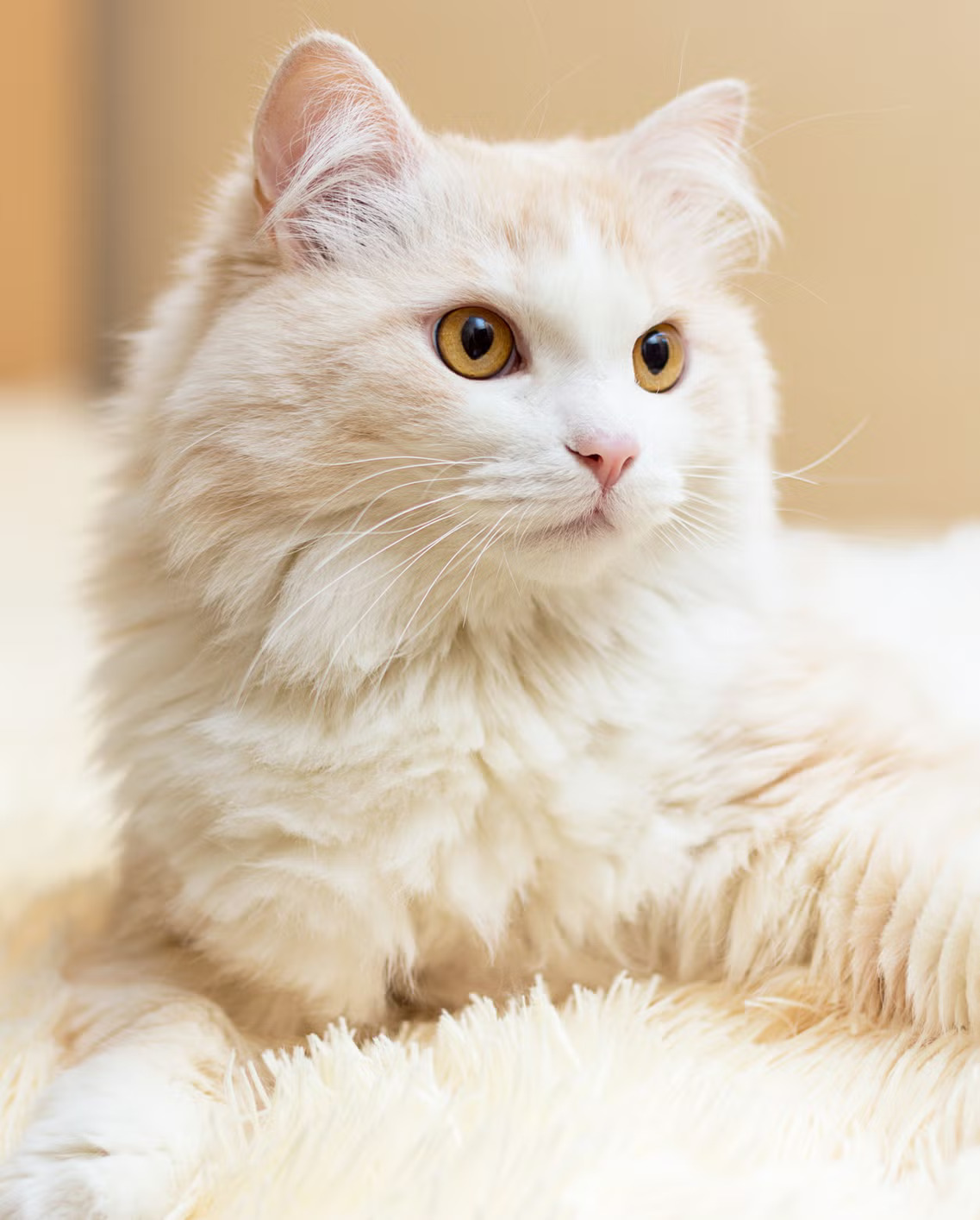Kedi