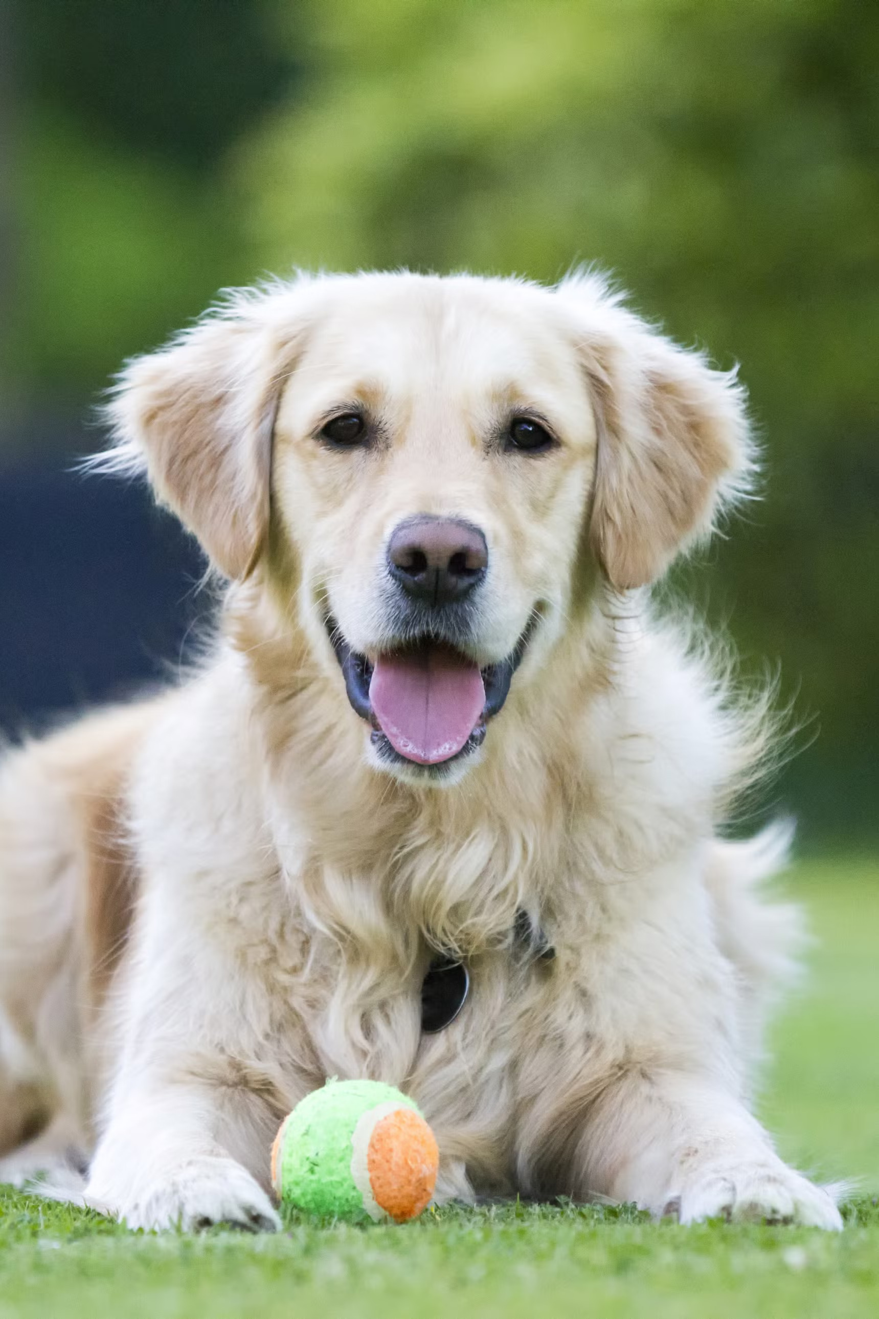 Köpek
